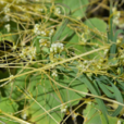 菟絲草