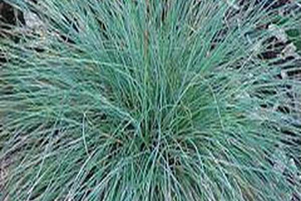 Festuca glauca \x27Elijah Blue\x27 Festuca glauca \x27Elijah Blue\x27