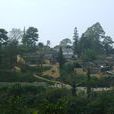 新房子村(雲南省紅河州金平縣沙依坡鄉新房子村)