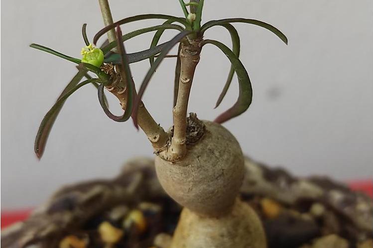 柳葉麒麟(柳麒麟)