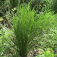 草問荊(木賊科木賊屬植物) 草問荊(木賊科木賊屬植物)