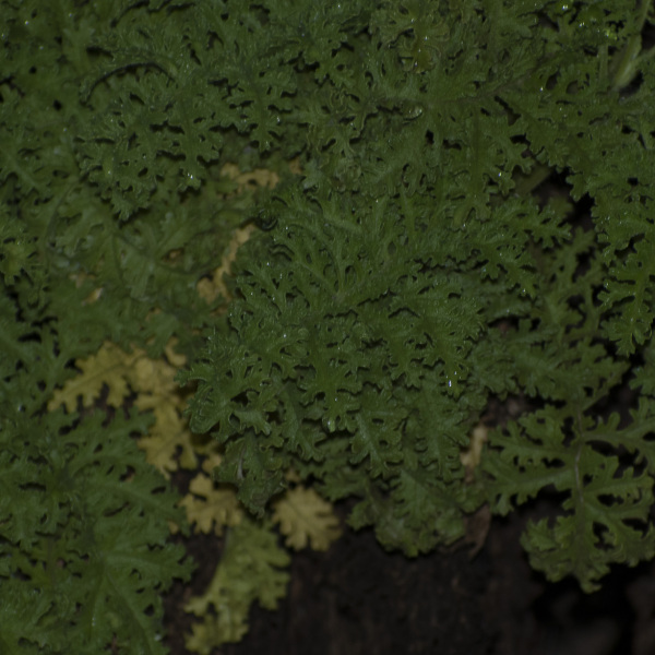 Scalesia helleri