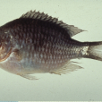 三葉光鰓魚 三葉光鰓魚