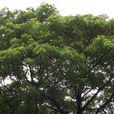 雨豆樹