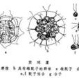 實球藻 實球藻