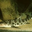豹鯊(海洋生物) 豹鯊(海洋生物)