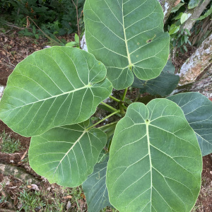 Ficus nymphaeifolia