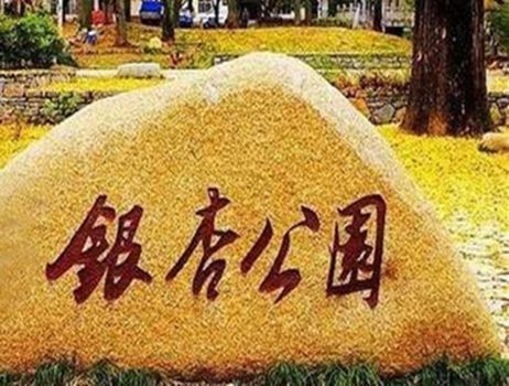 銀杏公園 銀杏公園