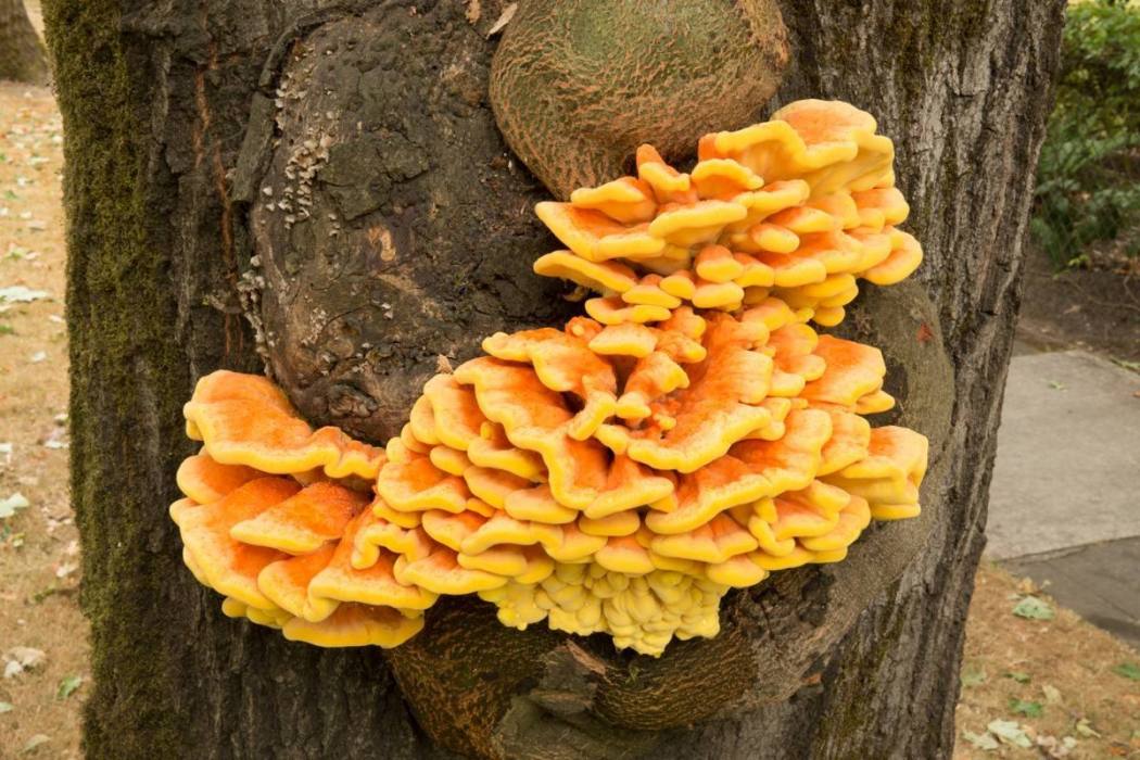朱紅硫磺菌