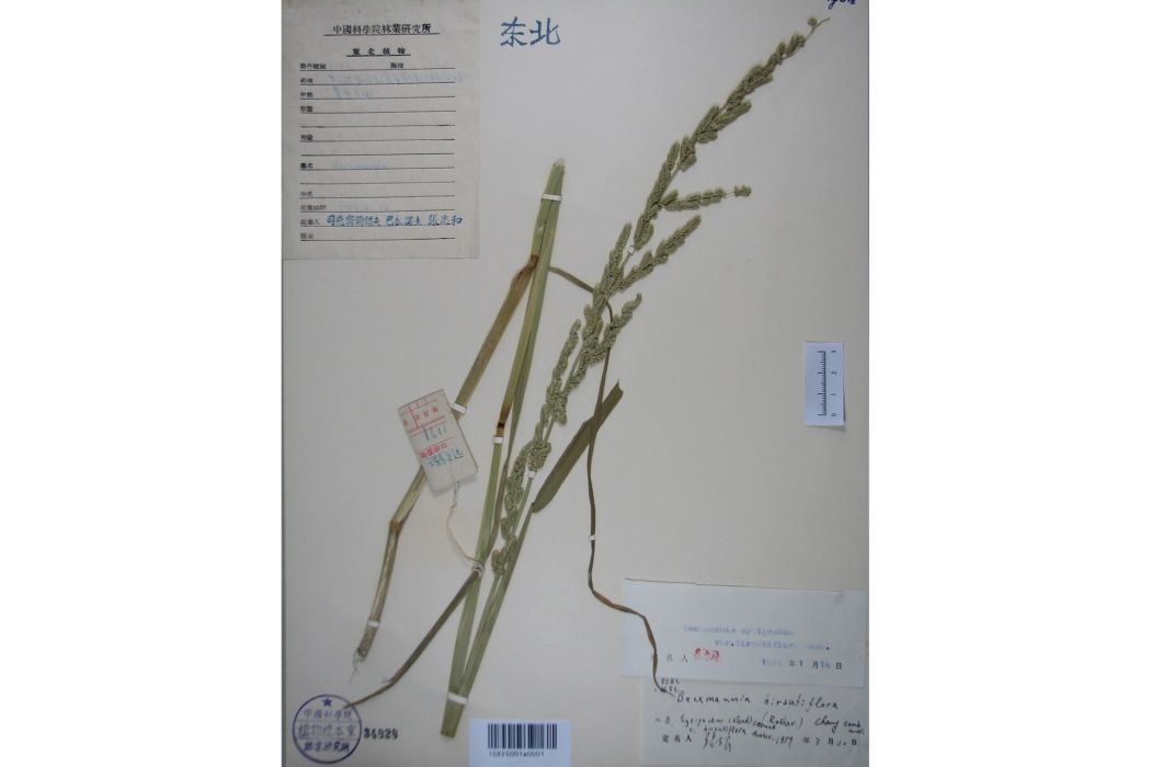 毛穎菵草 毛穎菵草