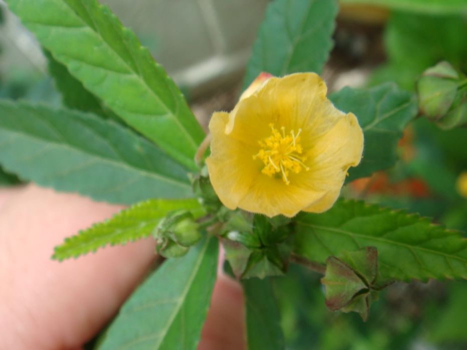 圓葉黃花棯 圓葉黃花棯