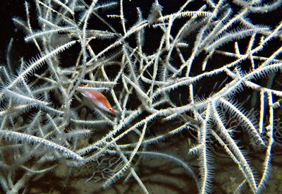 黑角珊瑚