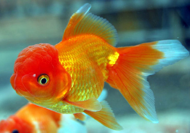 金魚(由鯽魚改良而成的觀賞魚類的統稱)