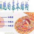 細胞膜系統 細胞膜系統
