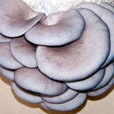 平菇菌種