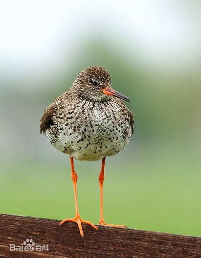 redshank redshank