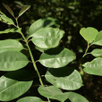 大果水翁 大果水翁
