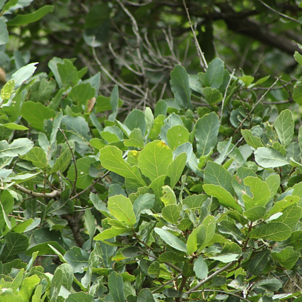 藍灰櫟