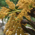棕櫚花 棕櫚花