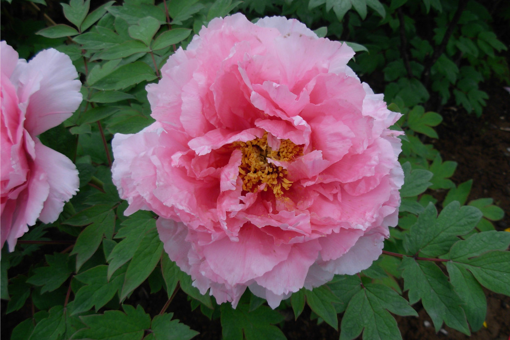 花競(日本牡丹品種,菊花型) 花競(日本牡丹品種,菊花型)