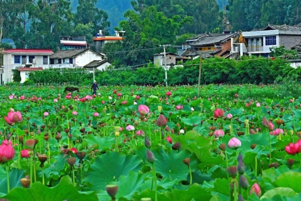 白甸村(雲南省昆明安寧市連然鎮下轄村) 白甸村(雲南省昆明安寧市連然鎮下轄村)