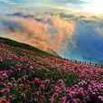 韭菜坪景區 韭菜坪景區
