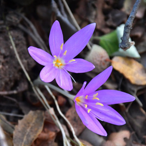 Colchicum baytopiorum