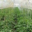 康秀1號 康秀1號