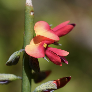 Sphaerolobium benetectum