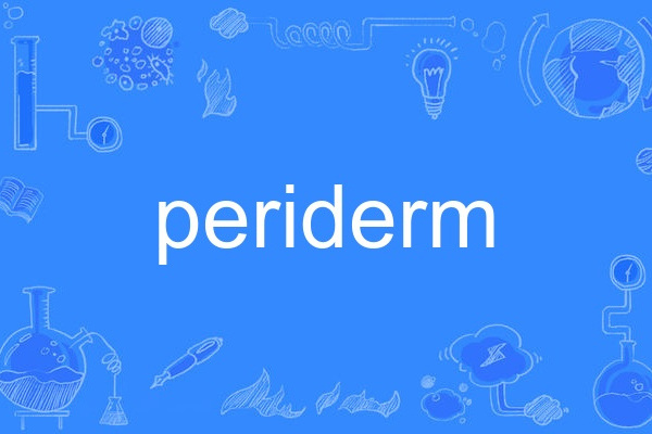 periderm periderm