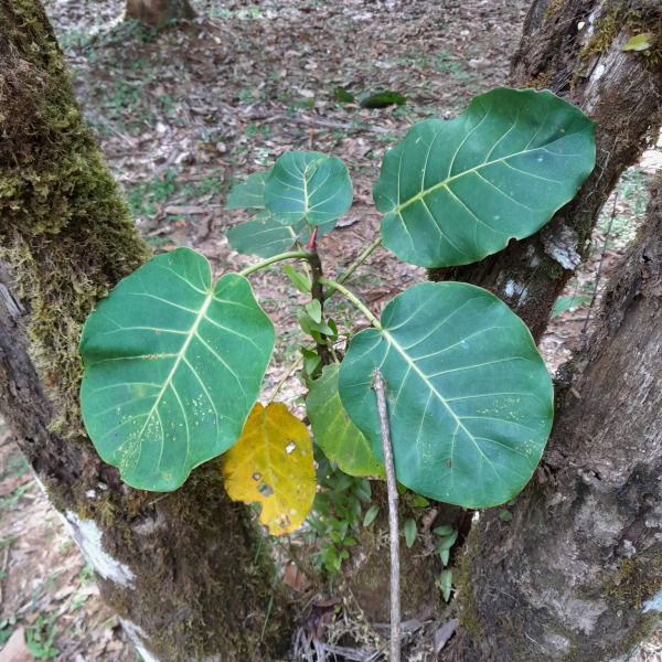 Ficus nymphaeifolia