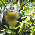 滇金絲猴國家公園
