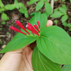 Spigelia mexicana