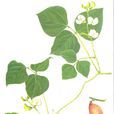 扁豆花(扁豆花) 扁豆花(扁豆花)