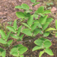 短柄菝葜 短柄菝葜