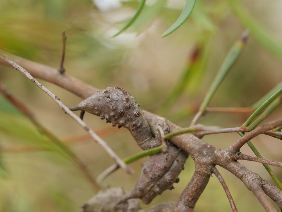 Hakea varia
