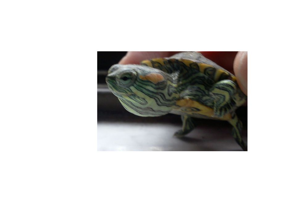 關睪蟲屬 關睪蟲屬