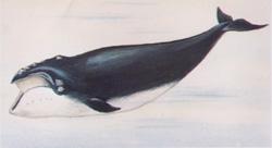 黑露脊鯨