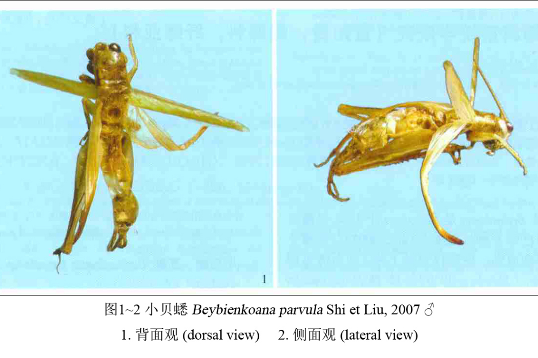 小貝蟋 小貝蟋
