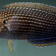 線阿南魚 線阿南魚