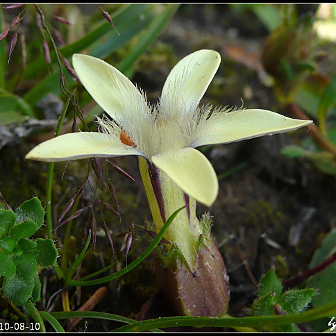 大萼藍鐘花