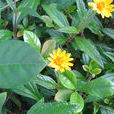 蟛蜞菊(回春草) 蟛蜞菊(回春草)