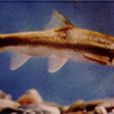 大理裂腹魚 大理裂腹魚