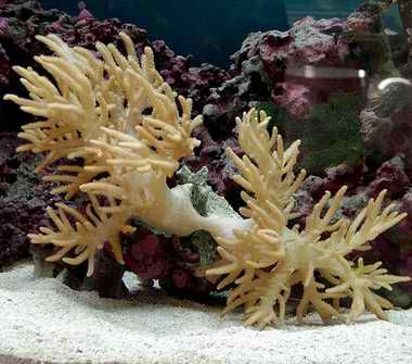 柔性皮革珊瑚