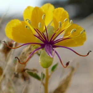 Cleome carnosa
