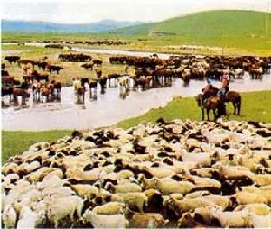畜牧業地域類型