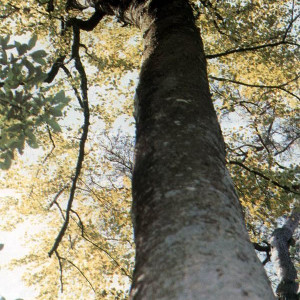 光皮樺0414 光皮樺0414