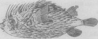 眶斑刺魨魚