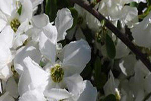 Exochorda × macrantha \x27The Bride\x27 Exochorda × macrantha \x27The Bride\x27