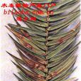 杉木葉枯病 杉木葉枯病